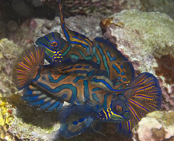 Mating Mandarinfish (Synchiropus splendidus) in Puerto Ga... by Jim Chambers 